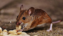 24 Hour & Emergency Exterminators in Mendham, NJ